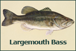 Largemouth Bass