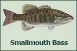 Smallmouth Bass