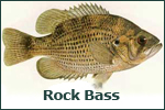 Rock Bass