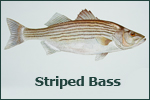 Striped Bass