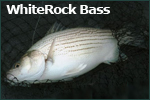 Whiterock Bass