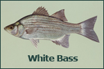 White Bass