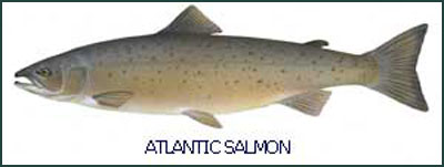 Atlantic Salmon