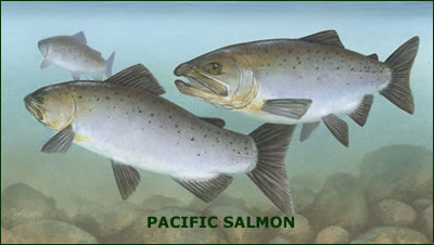 Pacific Salmon