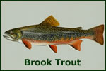 Brook Trout