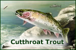 Cutthroat Trout