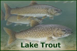 Lake Trout