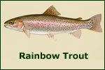 Rainbow Trout